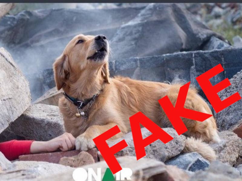 Σεισμός στην Αλβανία: FAKE η φωτογραφία του σκύλου που κλαίει στα συντρίμμια
