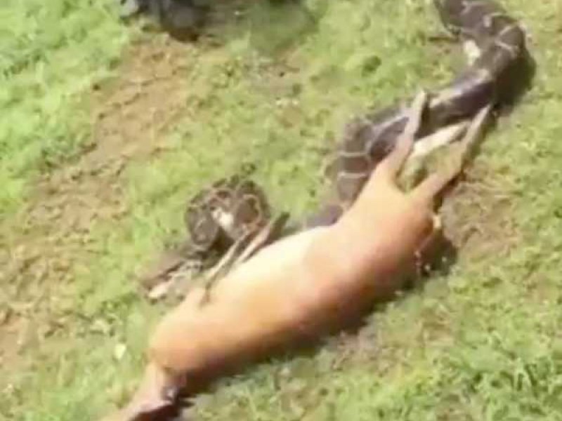 Με μια χαψιά!  Φίδι τρώει ελάφι (video)