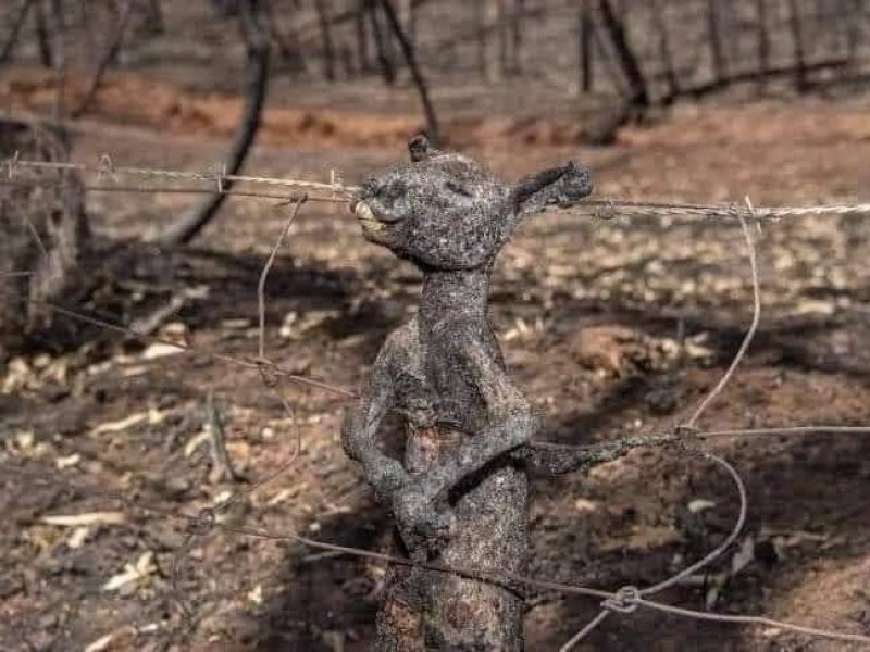 Γιατί δεν  ?? #PrayForAustralia ❤️, παιδιά;     Σας πέφτει μακριά;     (videos + photos)