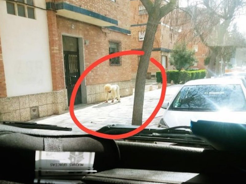 'Αντρας παρίστανε το σκύλο για να σπάσει την καραντίνα