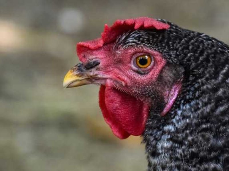 Ο Κυρανάκης, ο Πολάκης κι η κότα η μαύρη η μακροπουπουλάτη