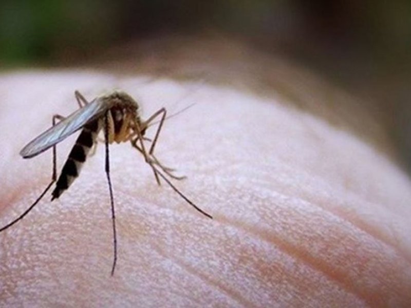 Επτά λόγοι που τα κουνούπια τσιμπούν εσάς και όχι τον διπλανό σας