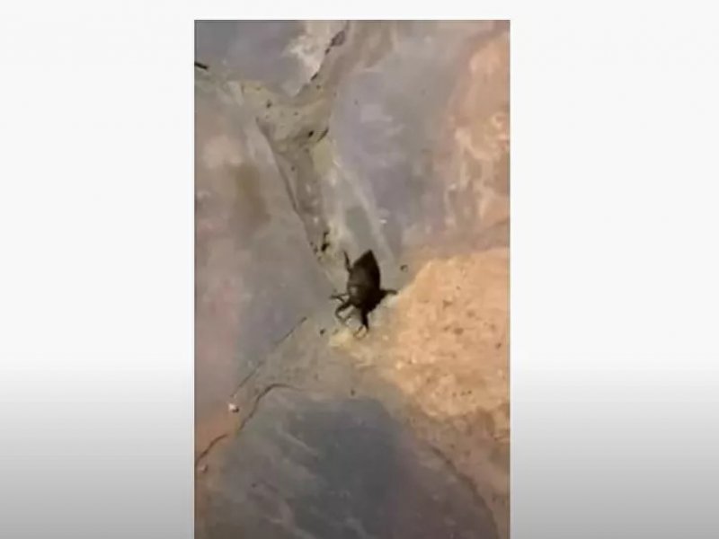Δηλητηριώδες, σπάνιο σκαθάρι 12 εκατοστών στον Πλαταμώνα (video)