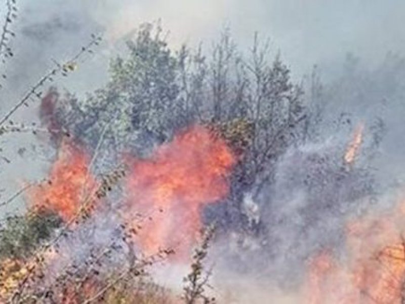 Σχετικά αλώβητο το δάσος Δαδιάς από την πυρκαγιά