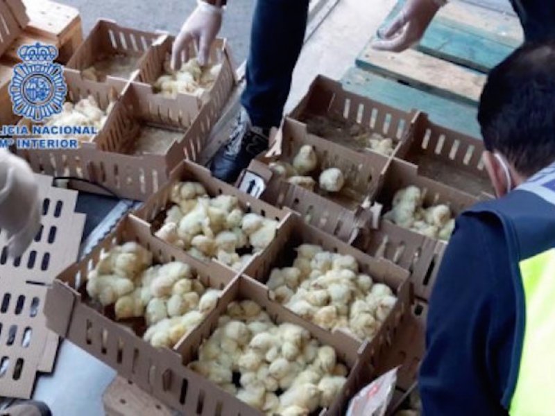 Νεκρά 23.000 κοτοπουλάκια στο αεροδρόμιο της Μαδρίτης