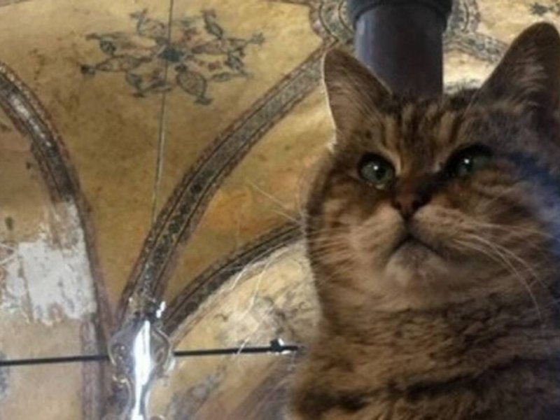Πέθανε η Γκλι, η γάτα της Αγίας Σοφίας