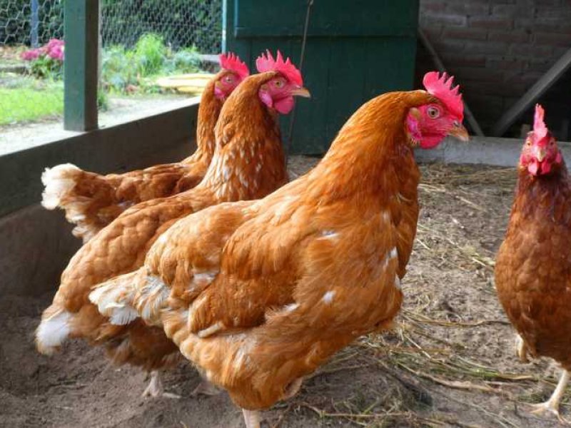 Κορωπί: Δύο συλλήψεις για την κλοπή των 165.000 ευρώ από... κοτέτσι