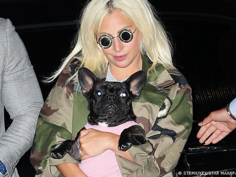 Απήγαγαν τα δύο μπουλντόγκ της Lady Gaga - 500 χιλιάδες δολάρια αμοιβή για να της επιστραφούν