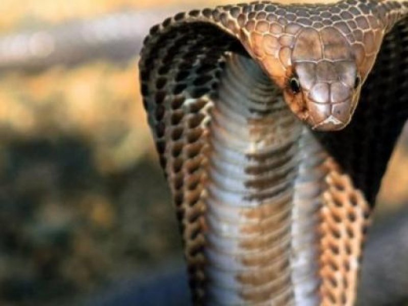 Ψυχολόγος και λάτρης των φιδιών ο 30χρονος που τον δάγκωσε η κόμπρα – Πώς του επιτέθηκε το ερπετό