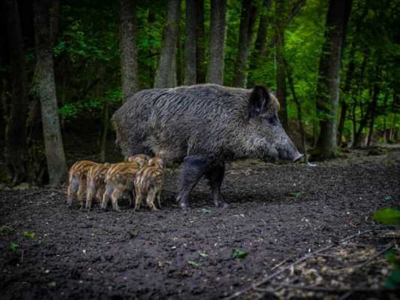ΑΠΘ: Εκρηκτική η αύξηση του πληθυσμού των αγριογούρουνων - Σε απόγνωση οι αγρότες