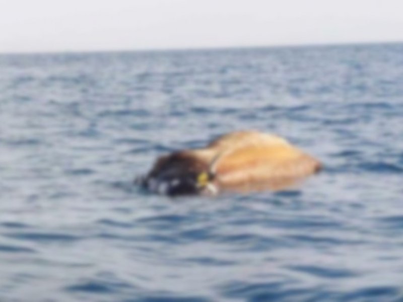Θεσσαλονίκη: Κουφάρι αγελάδας εντοπίστηκε να επιπλέει στ' ανοιχτά