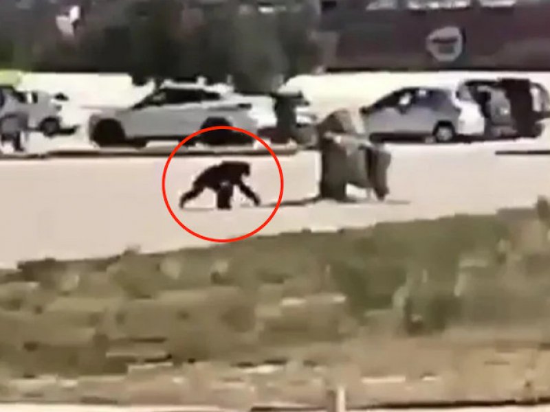 Αττικό Ζωολογικό Πάρκο: Ποινικό αδίκημα η θανάτωση του χιμπατζή – Αναλαμβάνει την υπόθεση ο Κούγιας