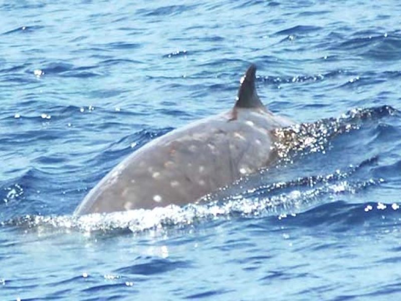 Ζιφιός βρέθηκε νεκρός κοντά στη Ρόδο - Είχε καταπιεί 15 κιλά πλαστικό